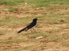 Rhipidura leucophrys