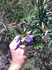 Periandra mediterranea