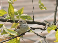 Passer domesticus