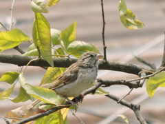 Passer domesticus