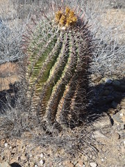 Ferocactus peninsulae