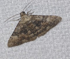 Aporoctena scierodes