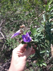 Periandra mediterranea