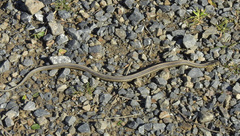 Thamnophis atratus