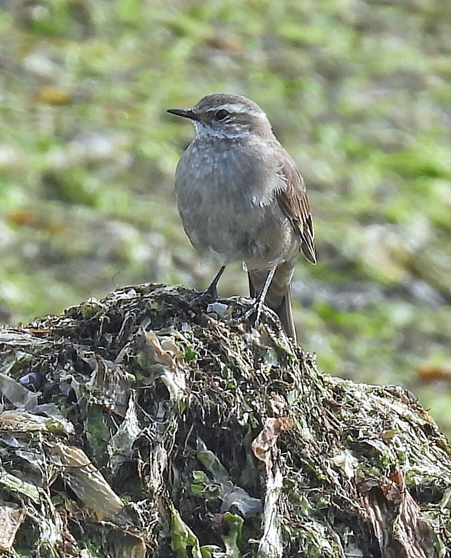 Buff-winged Cinclodes (Cinclodes fuscus), photo 3