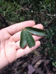 Periandra mediterranea
