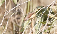 Prinia erythroptera