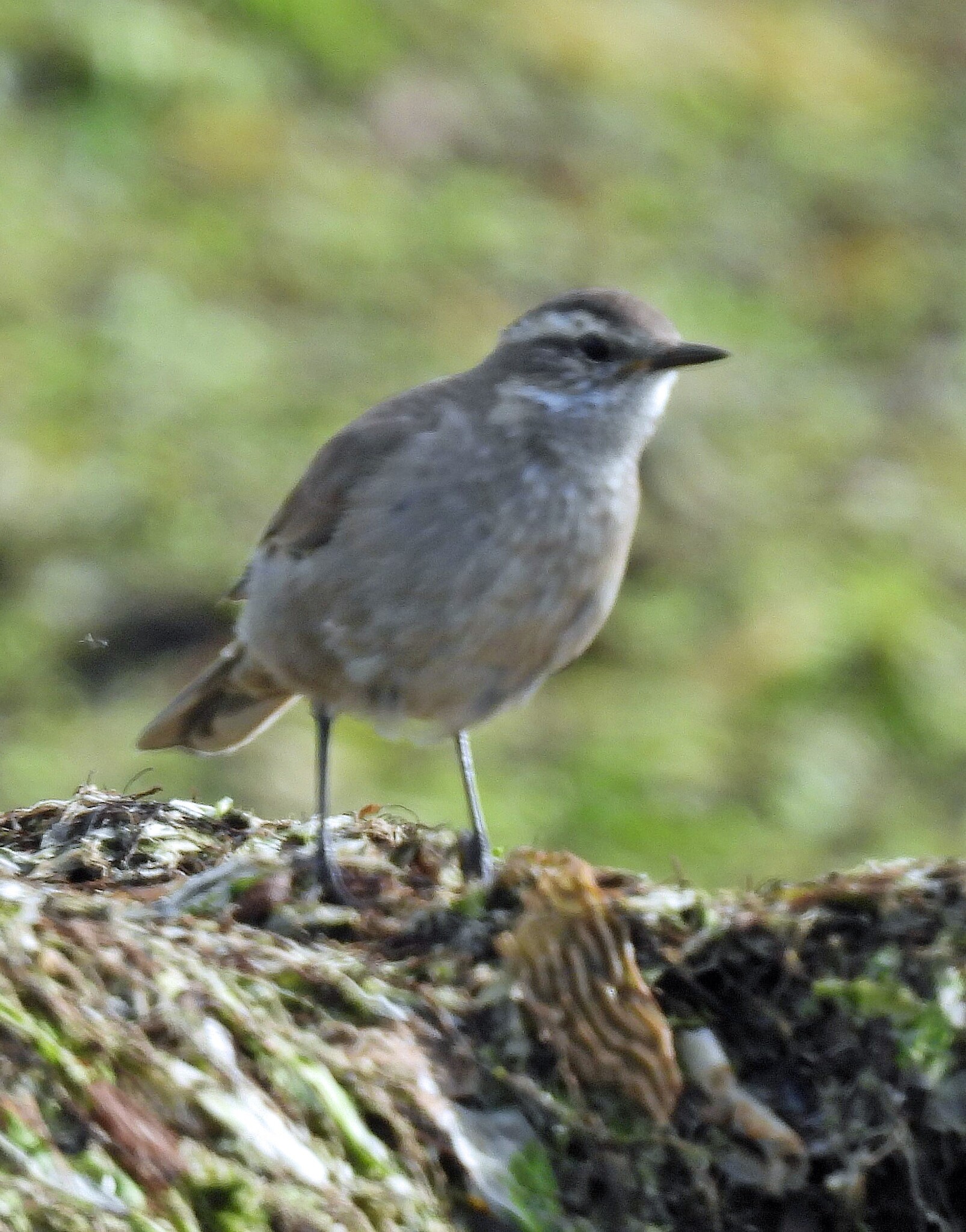 Buff-winged Cinclodes (Cinclodes fuscus), photo 4