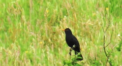 Turdus merula azorensis