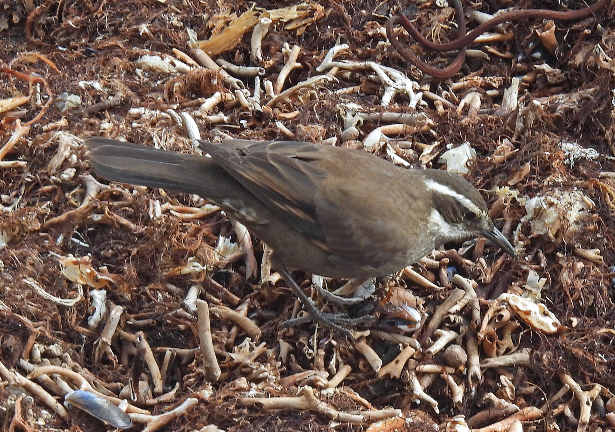 Dark-bellied Cinclodes (Cinclodes patagonicus), photo 4