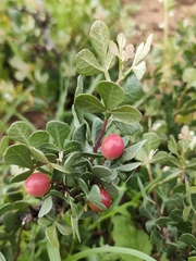 Searsia albida, photograph Gianmaria Bonari, CC BY, iNaturalist via GBIF