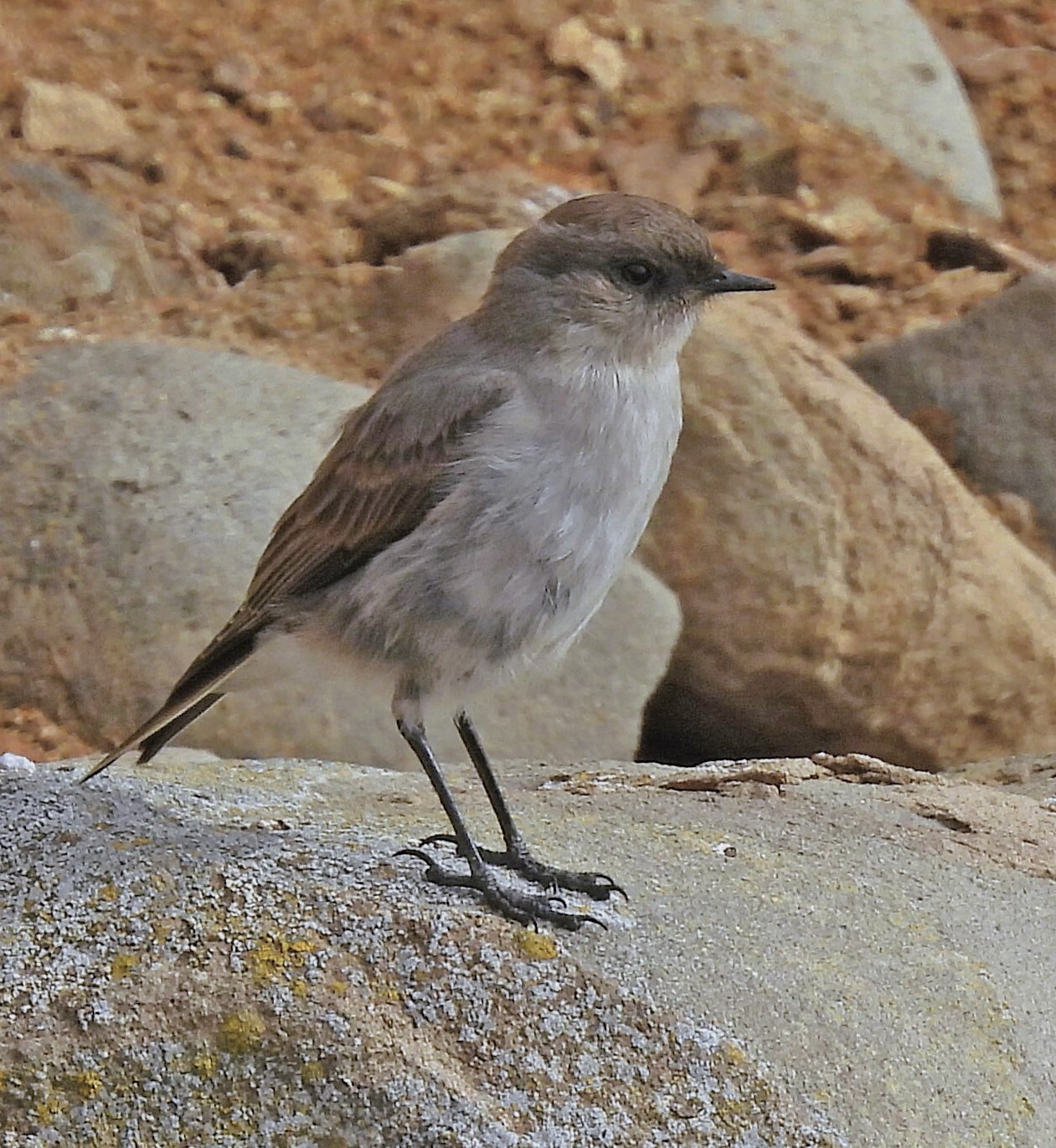 Dark-faced Ground Tyrant (Muscisaxicola maclovianus), photo 4
