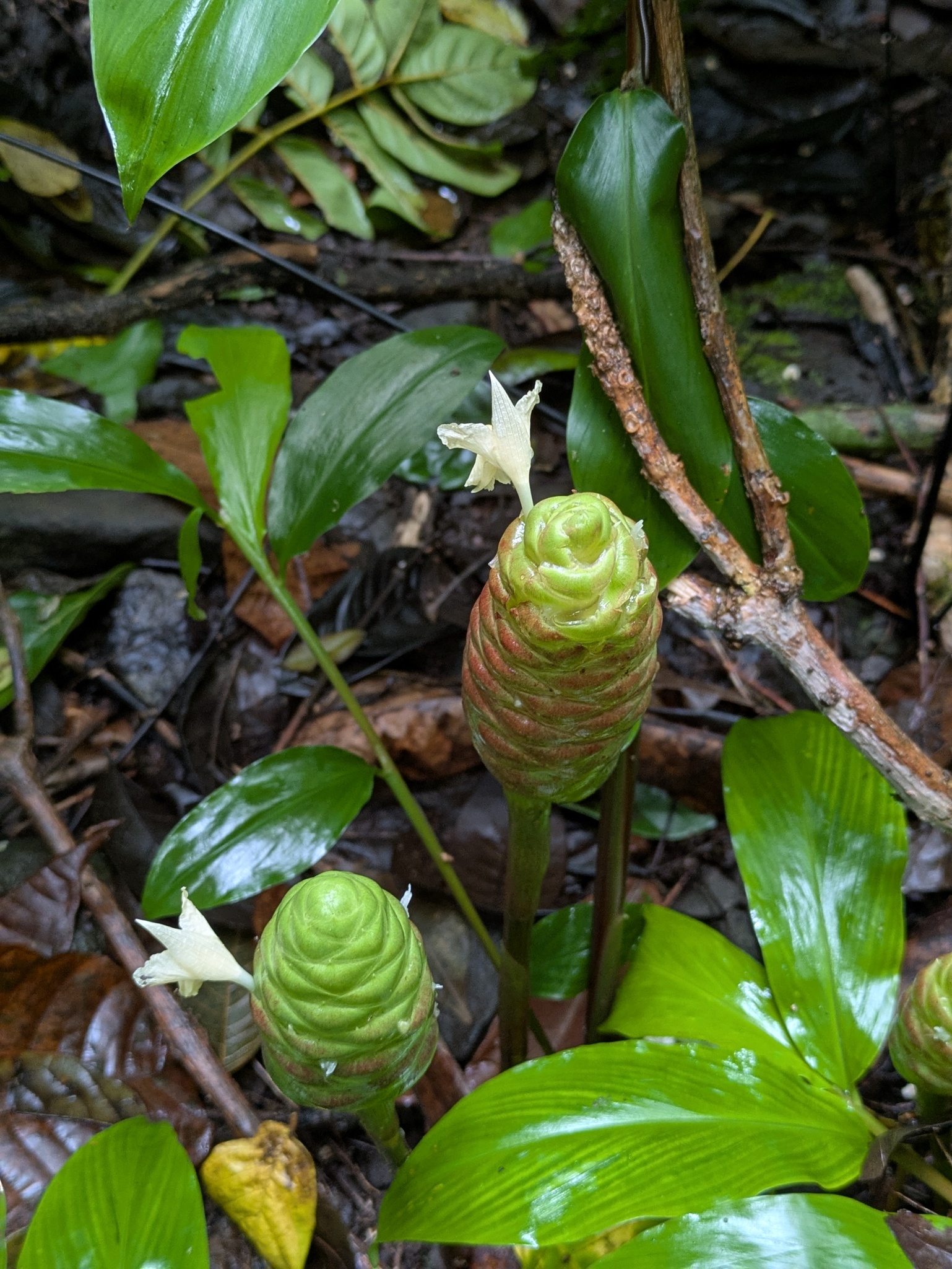 Bitter Ginger (Zingiber zerumbet)