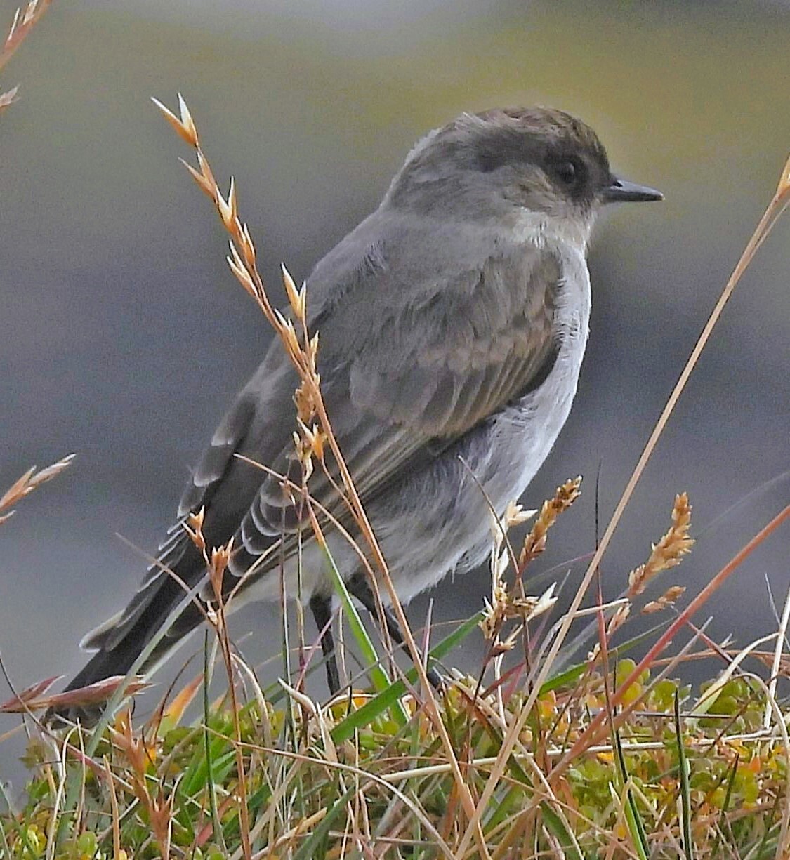 Dark-faced Ground Tyrant (Muscisaxicola maclovianus), photo 3
