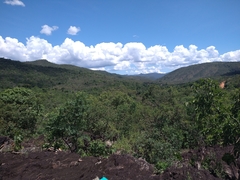 Periandra mediterranea