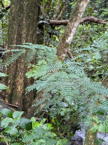 Leucaena leucocephala observed 2026-01-25
