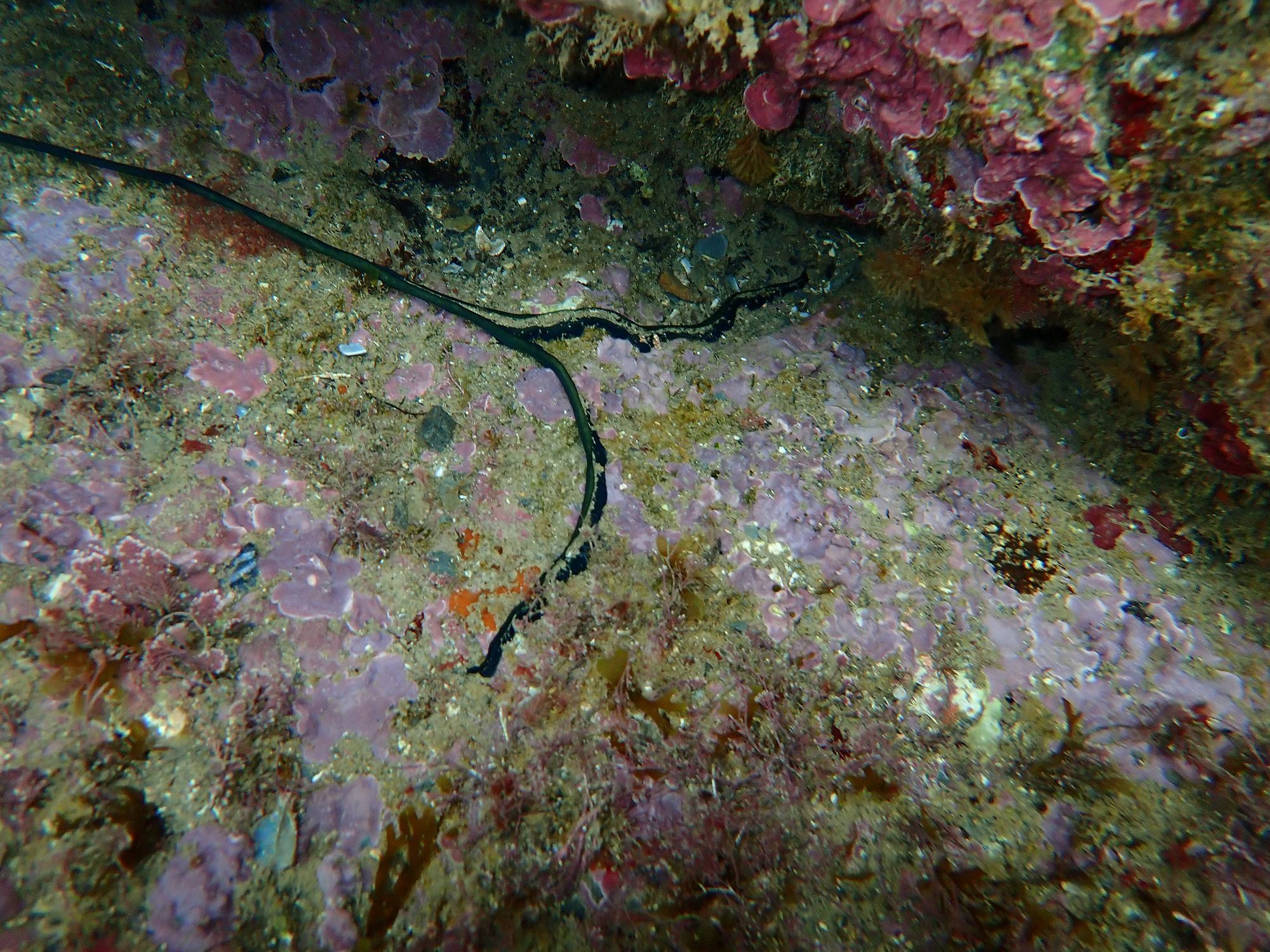 Bonellia viridis Rolando, 1822