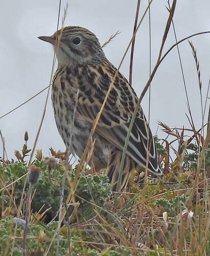Correndera Pipit (Anthus correndera)