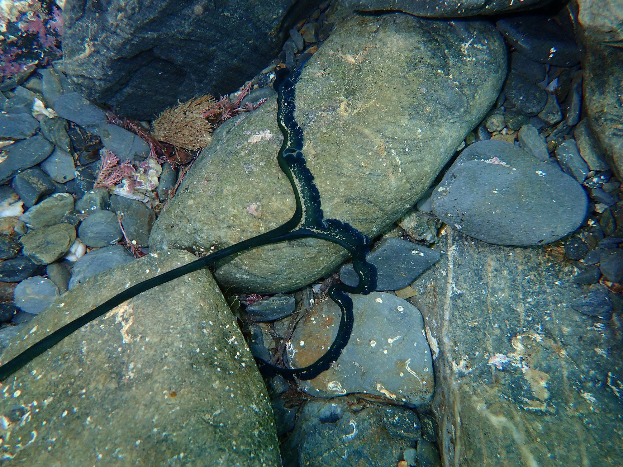 Bonellia viridis Rolando, 1822