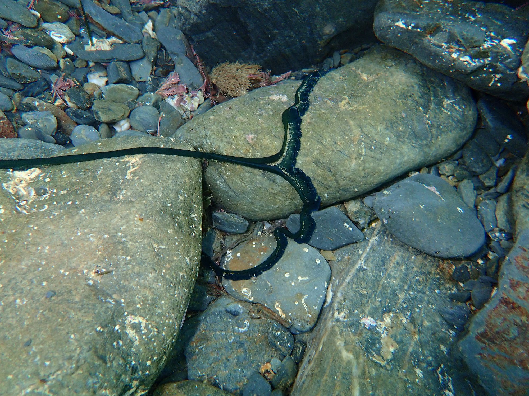 Bonellia viridis Rolando, 1822