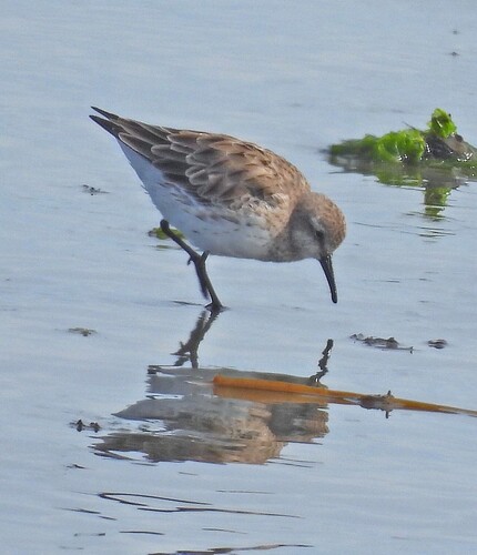 White-rumped Sandpiper (Calidris fuscicollis), photo 4