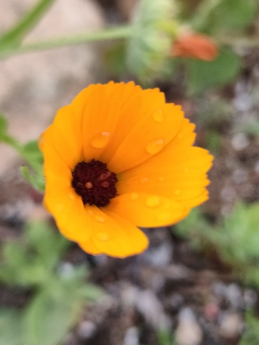 Calendula stellata, photograph 6