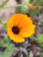 Calendula stellata, photograph (c) Gianmaria Bonari, some rights reserved (CC BY)