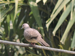 Streptopelia chinensis