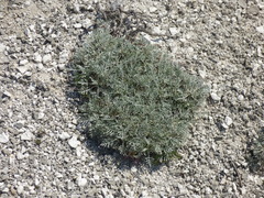 Artemisia hololeuca
