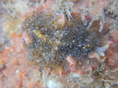 Platyhelminthes