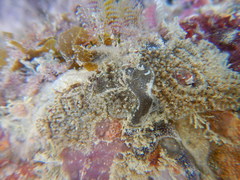 Tunicata