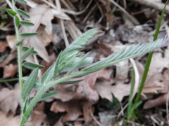 Vicia tenuifolia