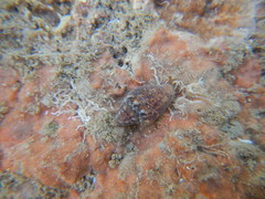 Gastropoda