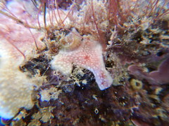 Tunicata