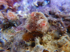 Tunicata
