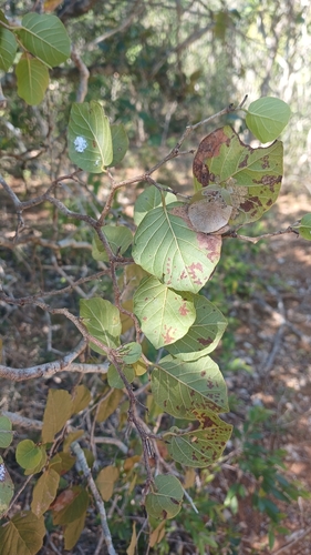 Coccoloba krugii