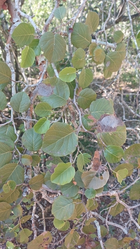 Coccoloba krugii, photograph 2