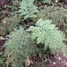 Asplenium dimorphum - Photo (c) Ian Armitage, some rights reserved (CC BY), uploaded by Ian Armitage