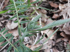Vicia tenuifolia