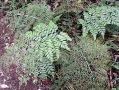 Asplenium dimorphum