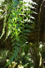 Asplenium affine