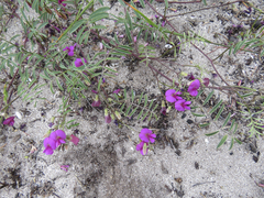 Lessertia herbacea