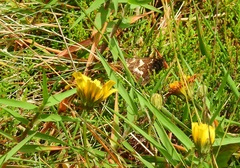 Hipparchia miguelensis