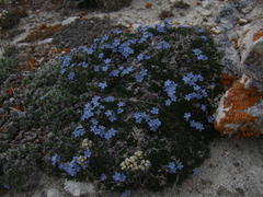 Eritrichium arctisibiricum