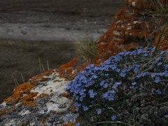 Eritrichium arctisibiricum