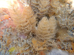 Bryozoa