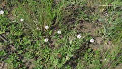 Phyla nodiflora minor