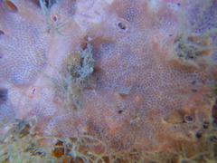 Bryozoa