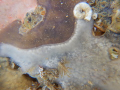 Tunicata