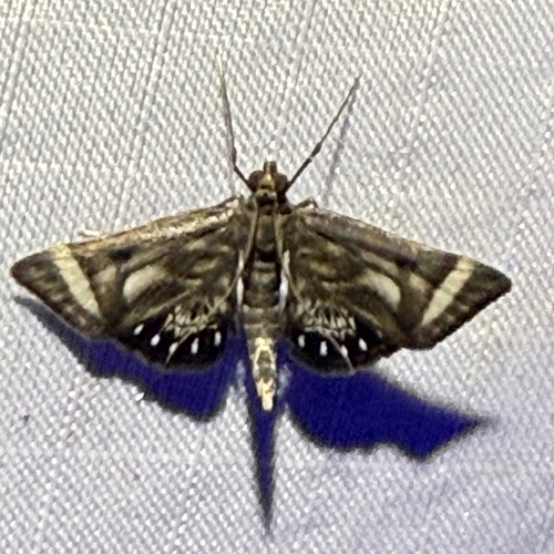 Marasmianympha eupselias